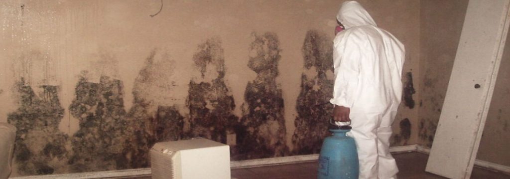 Read more about the article Mold Inspection and Remediation Services